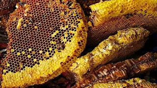 "صيادو العسل".. 25 صورة توثق أقدم وأخطر الطقوس الإنسانية في نيبال