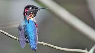 سلي صيامك: 10 صور لـ أصغر طائر على وجه الأرض 