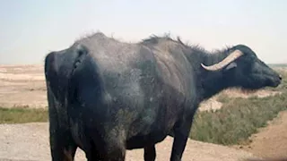 استقبلوها بالبرسيم.. زفة شعبية لجاموسة مسروقة بعد استعادتها بالبحيرة (فيديو)  