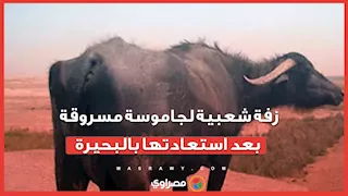 استقبلوها بالبرسيم.. زفة شعبية لجاموسة مسروقة بعد استعادتها بالبحيرة