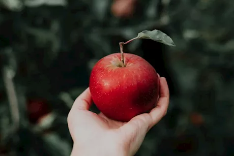 التفاح في رمضان- ماذا يحدث لجسمك عند كسر الصيام به؟