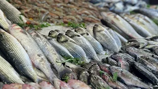 أسعار الأسماك والمأكولات البحرية اليوم الجمعة في سوق العبور