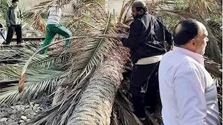 عودة حركة القطارات بالإسكندرية بعد سقوط نخلة على القضبان - صور