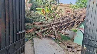 سقوط نخلة داخل مبنى تعليمي فى الإسكندرية بسبب الرياح -صور