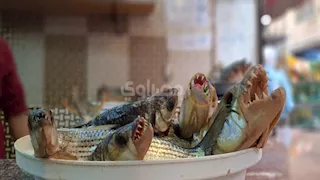 سنانها سر قوتها.. ملوحة كلب البحر "نمبر وان" في أسيوط قبل العيد