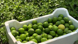 الزراعة: فتح السوق السلفادوري أمام صادرات "الليمون المصري"