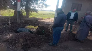 بالصور- كسر مفاجئ بخط مياه رئيسي بطريق سبك الضحاك بالمنوفية