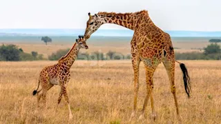 عيد الأم 2026.. جلال المسري يوثق لحظات الأمومة في محمية ماساي مارا بكينيا