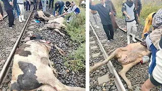 عبور عشوائي.. قطار يدهس 6 رؤوس ماشية ويُعطل الحركة في دمياط