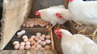 انخفاض أسعار الدواجن والبيض اليوم السبت بالأسواق (موقع رسمي)