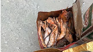 ضبط أسماك غير صالحة للاستهلاك في أسيوط -صور 