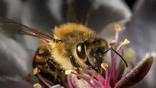 6 حيوانات تمتلك حواس خارقة.. هل تعرفهم؟