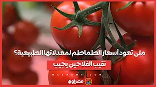 متى تعود أسعار الطماطم لمعدلاتها الطبيعية؟.. نقيب الفلاحين يجيب