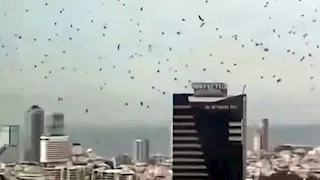 "ديلي ميل": أسراب من الغربان السود تُثير الذعر فوق تل أبيب