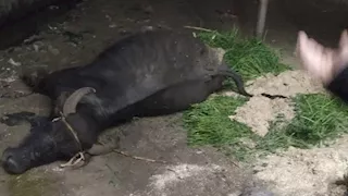 بعد واقعة "طامية".. عمود إنارة مكهرب يزهق روح "دابة" ويثير الذعر في "شواشنة" بالفيوم