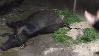 محافظ الفيوم يتابع تداعيات الطقس السيء ويعوض مواطنًا عن صعق ماشيته (صور)