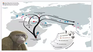 "مصريبثيكس".. تعرف على القرد الذي سكن الصحراء الغربية المصرية قبل 18 مليون عام