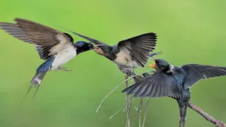 ينام في السماء ولا يلمس الأرض.. معلومات مدهشة عن "طائر السنونو"