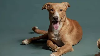  هل تربية الكلاب تزيد من مخاطر الربو عند الأطفال؟ دراسة تكشف 