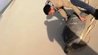 بين شباك الصيد وأمواج الخليج.. رحلة إنقاذ سلحفاة "ترسة" نادرة تزن 25 كيلو برأس سدر