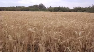 موسم "الذهب الأصفر" في جنوب سيناء ينطلق بإشارات إنتاجية قوية (صور)