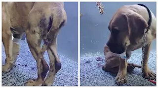 تعرض لاعتداء وحشي.. تفاصيل صادمة في واقعة "كلب السويس" (صور)