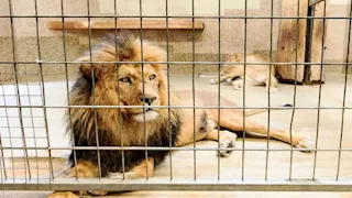 مواجهة الأسود.. بالفيديو أب يخاطر بحياته لإنقاذ طفلته داخل حديقة حيوان