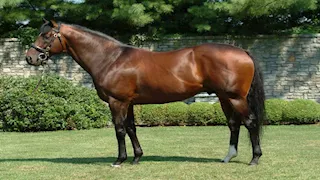 سلي صيامك: بـ70 مليون دولار.. السر المذهل وراء أغلى حصان في العالم