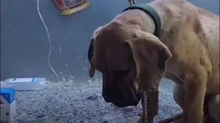 هل تعرض "كلب السويس" لفعل غير أخلاقي؟.. الطبيب المعالج يحسم الجدل