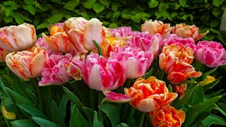 سلي صيامك.. 5 نباتات تتنبأ بتغيرات الطقس قبل حدوثها (صور)