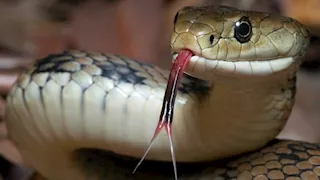 أرعب المارة والمسافرين.. ثعبان ضخم يثير الذعر في مطار هندي