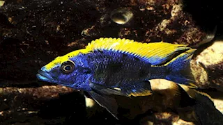 سلي صيامك| أندر 7 أنواع من الأسماك في العالم