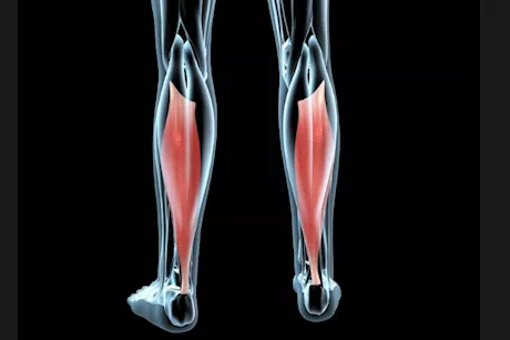 ما هي عضلة النعل وكيف تعمل؟