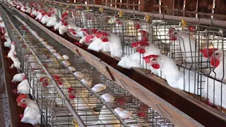 انخفاض أسعار الدواجن وارتفاع البيض اليوم الأربعاء بالأسواق (موقع رسمي)