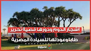 أشجار الدوم ودورها قصية تحرير طابا وعودتها للسيادة المصرية