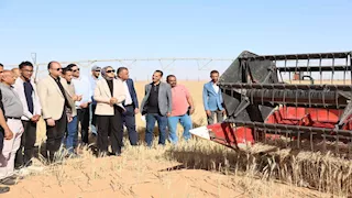 بالصور.. حصاد "الذهب الأصفر" ينطلق في صحراء الوادي الجديد 