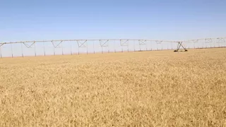 انطلاقة قوية لموسم توريد القمح بسوهاج.. 298 طنًا في اليوم الأول