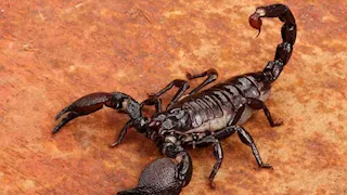  العقارب السامة تلدغ مواطنَين في الوادي الجديد