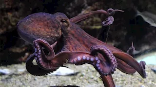 "تأكل نفسها لتنجو" حيوانات تلجأ لطرق صادمة عند التعرض الى الخطر (صور)