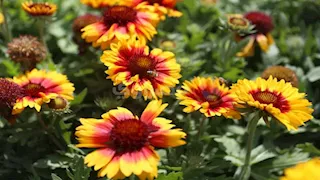 صور.. افتتاح جزئي لمعرض الزهور احتفالًا بشم النسيم