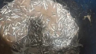 ضبط 500 كجم سردين مجهول المصدر خلال حملة تموينية ببنها