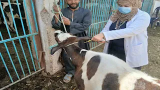  تحصين 79 ألف رأس ماشية ضد الجلد العقدي وجدري الأغنام بأسيوط -صور