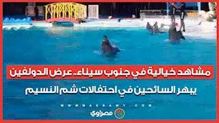 مشاهد خيالية في جنوب سيناء.. عرض الدولفين يبهر السائحين في احتفالات شم النسيم