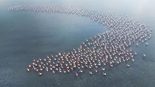 نوع طيور يرسم لوحات ساحرة في بحيرة تركية "صور مذهلة"