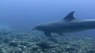 صديق الإنسان في البلوهول.. تفاصيل ظهور دولفين ضخم في دهب