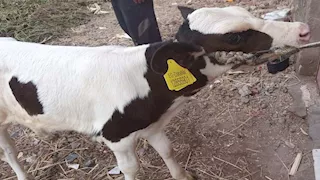 الزراعة: تلقيح 45 ألف رأس ماشية وتحسين وراثي لرفع الإنتاج الحيواني (صور)