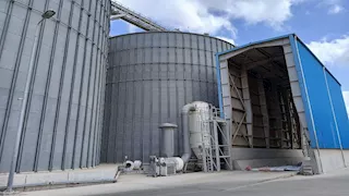 انطلاق موسم توريد القمح بالإسكندرية.. و4 لجان لاستلام المحصول (صور)