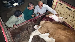 لحوم "بالديدان" وأختام مزورة.. كواليس ضبط ذبائح فاسدة في المنوفية