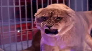  بعد إصابة طفلة.. الكشف على شبل الأسد في واقعة سيرك العجوزة