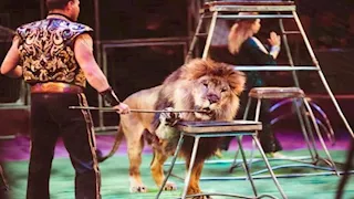  بعد إخلاء سبيلها.. ما الاتهامات الموجهة لـ لوبا الحلو في واقعة شبل السيرك؟